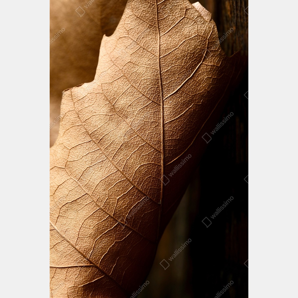 Fototapeta tekstura suchego liścia w zbliżeniu – Wallissimo® Fototapeta tekstura suchego liścia w zbliżeniu – Wallissimo®