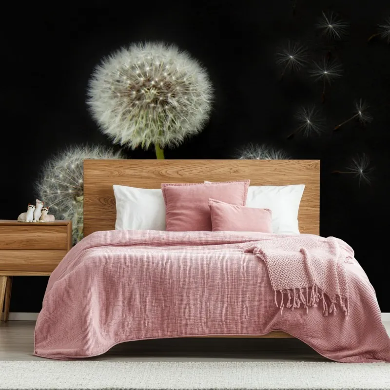 Wall mural delicate dandelion seed heads on black background