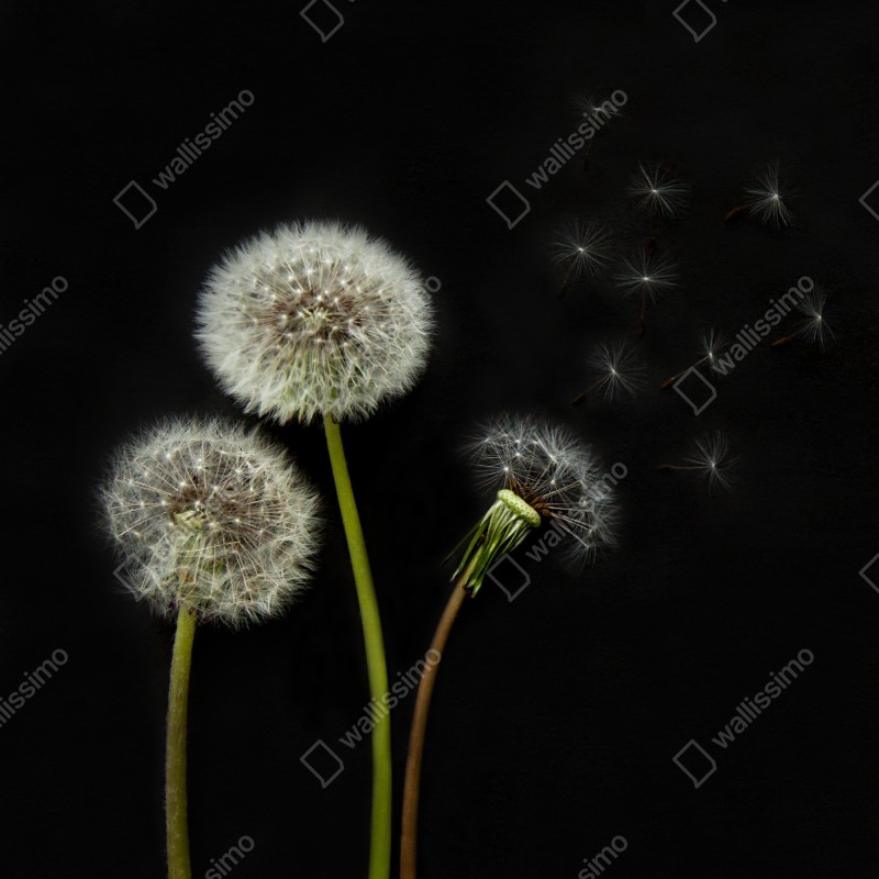 Fototapeta delikatne główki mniszka na czarnym tle – Wallissimo® Fototapeta delikatne główki mniszka na czarnym tle – Wallissimo®