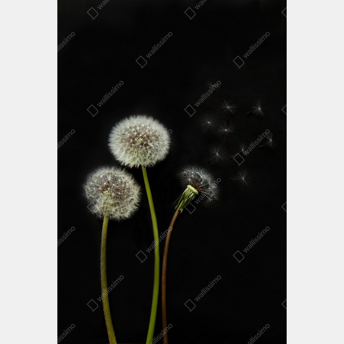 Fototapeta delikatne główki mniszka na czarnym tle – Wallissimo® Fototapeta delikatne główki mniszka na czarnym tle – Wallissimo®