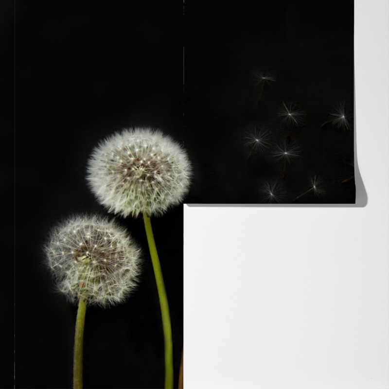 Fototapeta delikatne główki mniszka na czarnym tle – Wallissimo® Fototapeta delikatne główki mniszka na czarnym tle – Wallissimo®