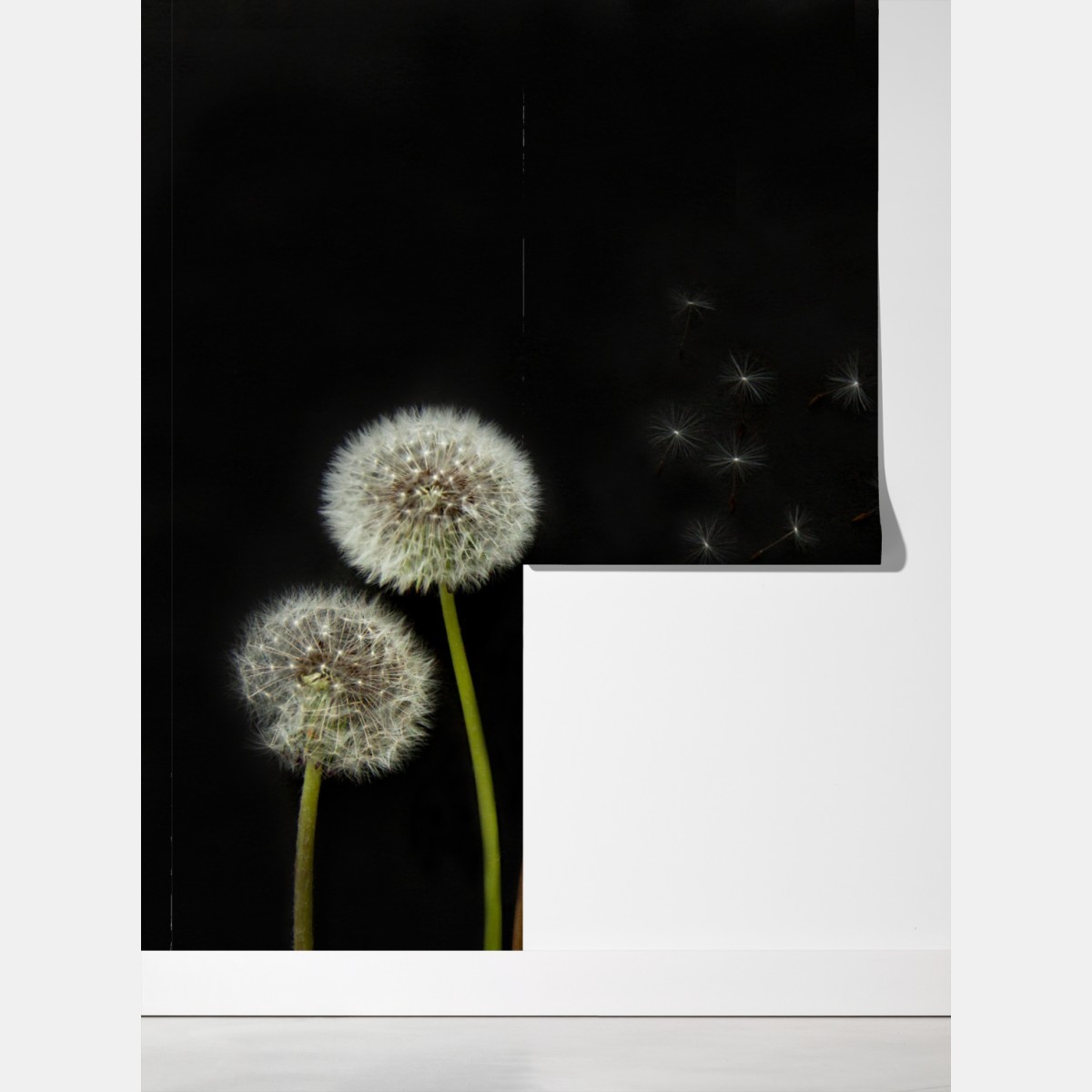 Fototapeta delikatne główki mniszka na czarnym tle – Wallissimo® Fototapeta delikatne główki mniszka na czarnym tle – Wallissimo®