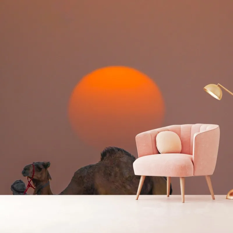 Wall mural desert sunset with camel silhouette