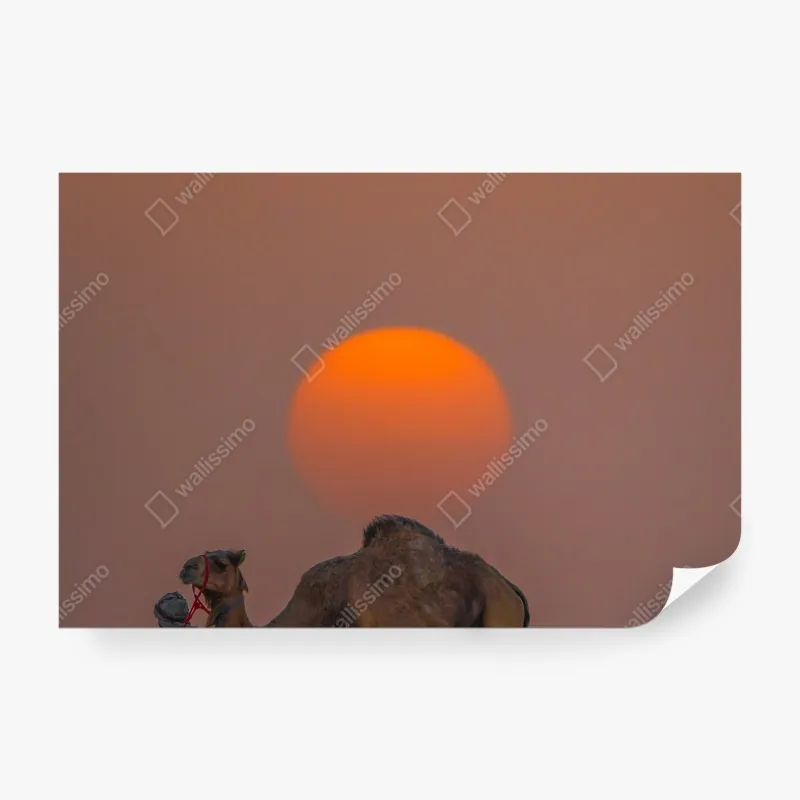 Wall mural desert sunset with camel silhouette