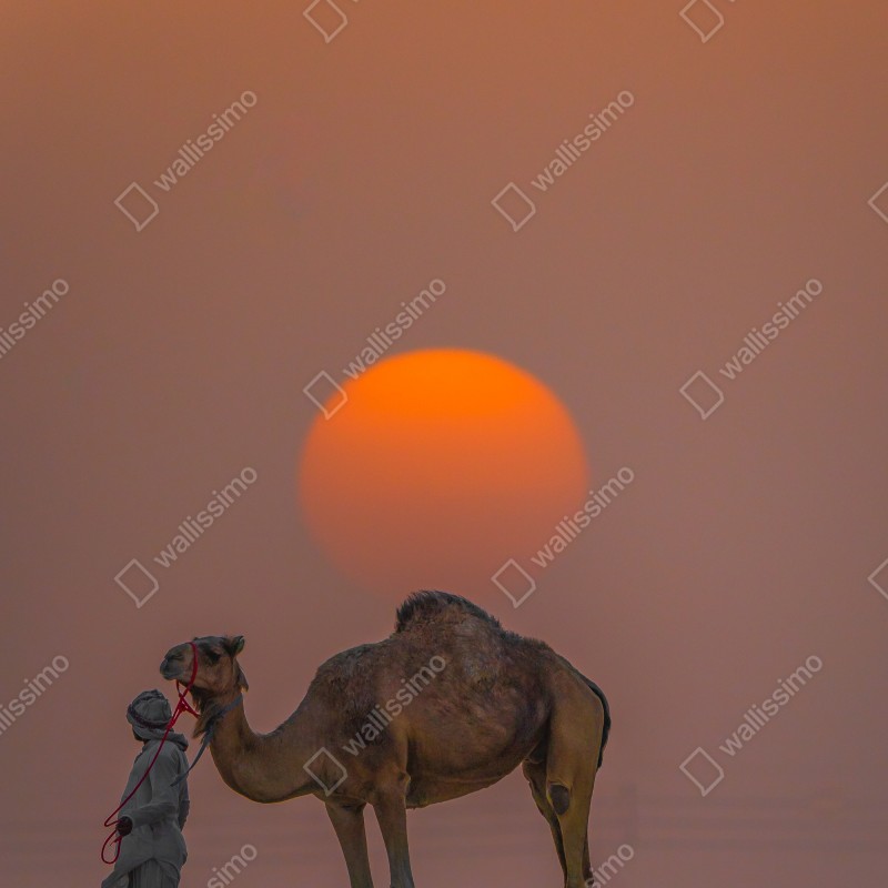 Fototapeta wielbłąd na tle zachodu słońca na pustyni – Wallissimo® Fototapeta wielbłąd na tle zachodu słońca na pustyni – Wallissimo®