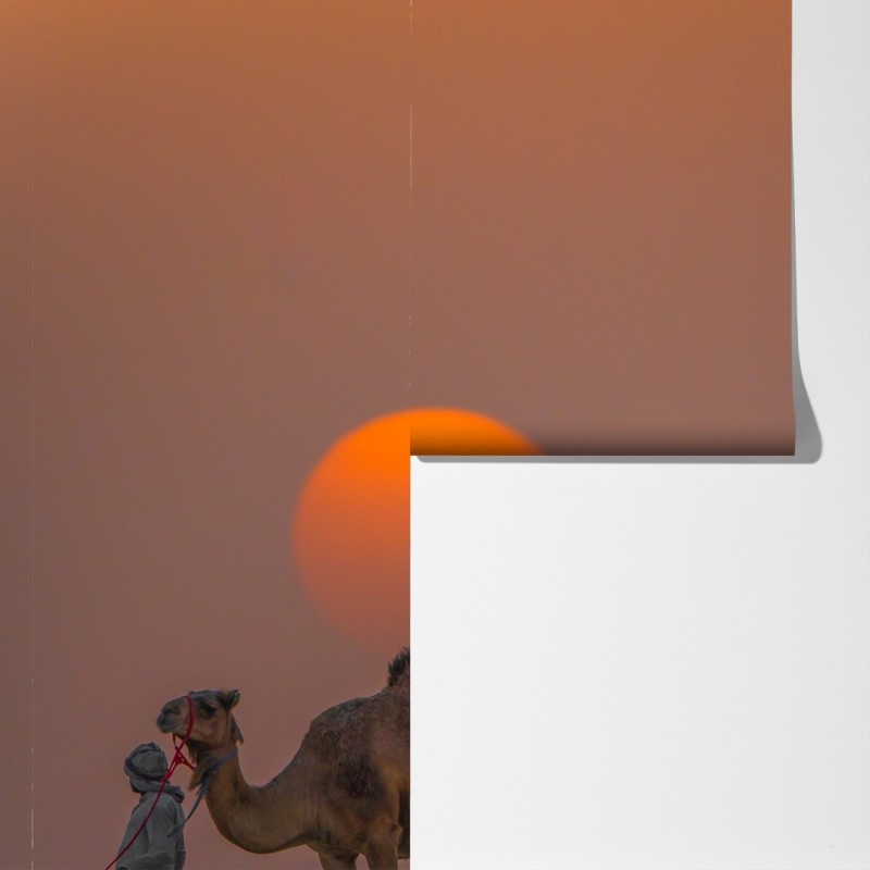 Fototapeta wielbłąd na tle zachodu słońca na pustyni – Wallissimo® Fototapeta wielbłąd na tle zachodu słońca na pustyni – Wallissimo®