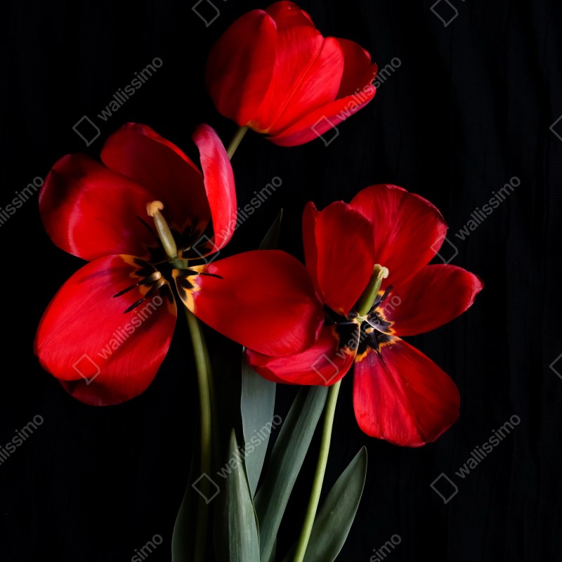 Fototapeta trzy czerwone tulipany na czarnym tle – Wallissimo® Fototapeta trzy czerwone tulipany na czarnym tle – Wallissimo®