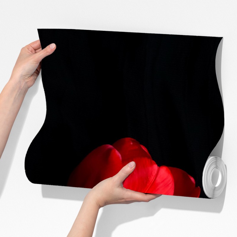 Fototapeta trzy czerwone tulipany na czarnym tle – Wallissimo® Fototapeta trzy czerwone tulipany na czarnym tle – Wallissimo®