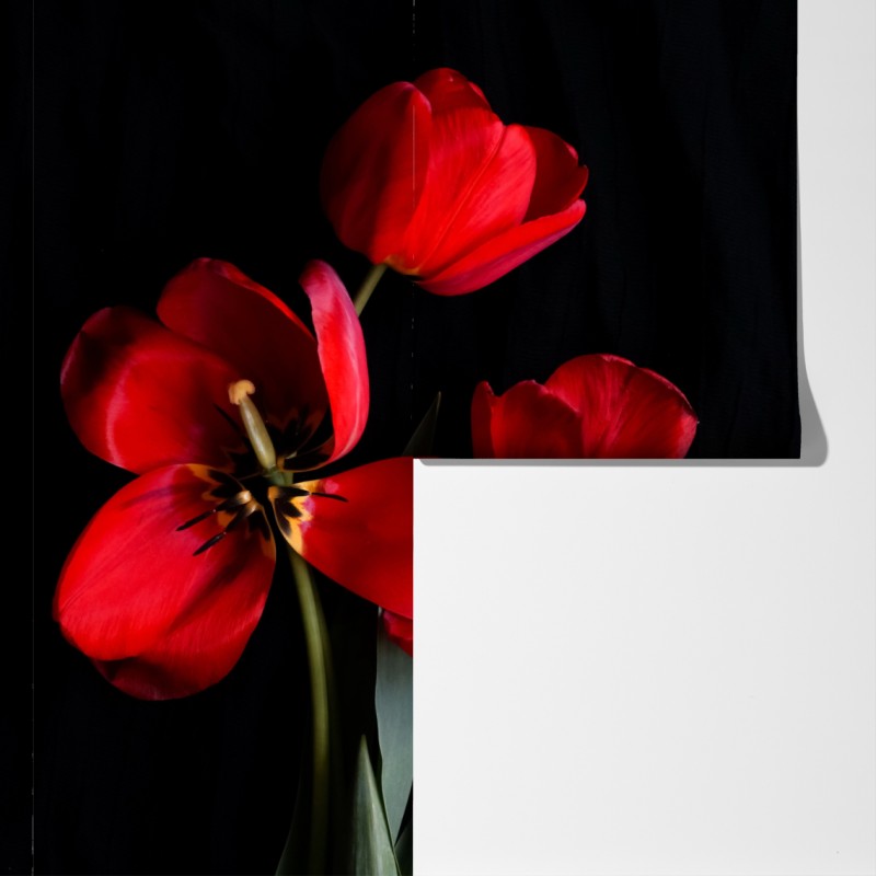 Fototapeta trzy czerwone tulipany na czarnym tle – Wallissimo® Fototapeta trzy czerwone tulipany na czarnym tle – Wallissimo®