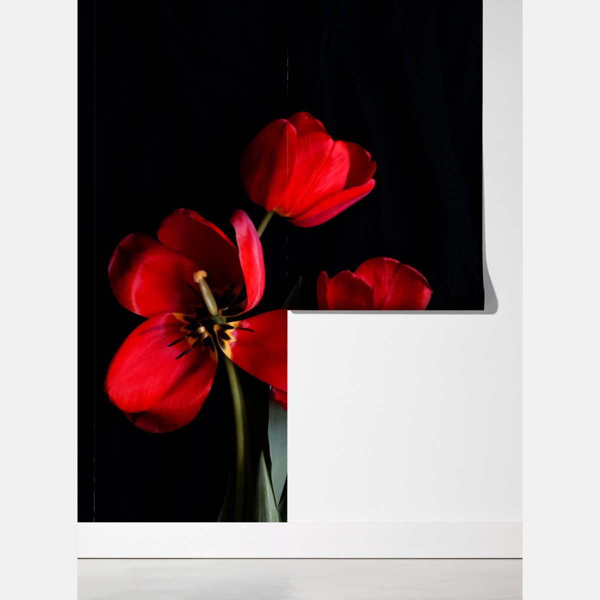 Fototapeta trzy czerwone tulipany na czarnym tle – Wallissimo® Fototapeta trzy czerwone tulipany na czarnym tle – Wallissimo®