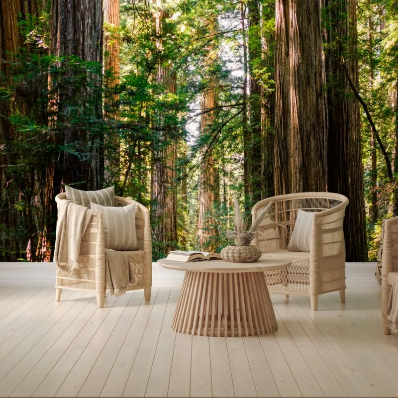 Wall mural majestic redwood forest trail