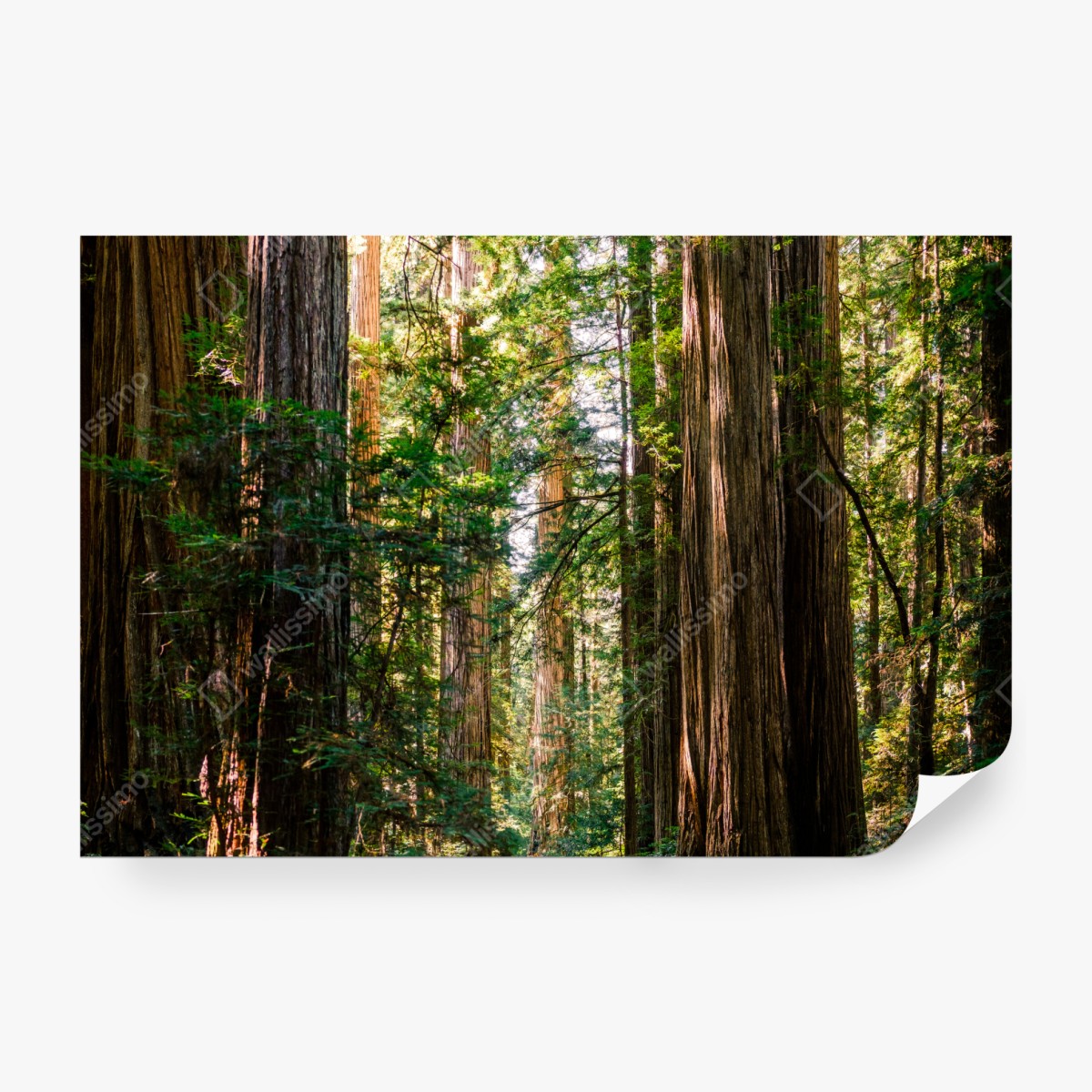 Fototapeta majestatyczna ścieżka w lesie sekwoi – Wallissimo® Fototapeta majestatyczna ścieżka w lesie sekwoi – Wallissimo®