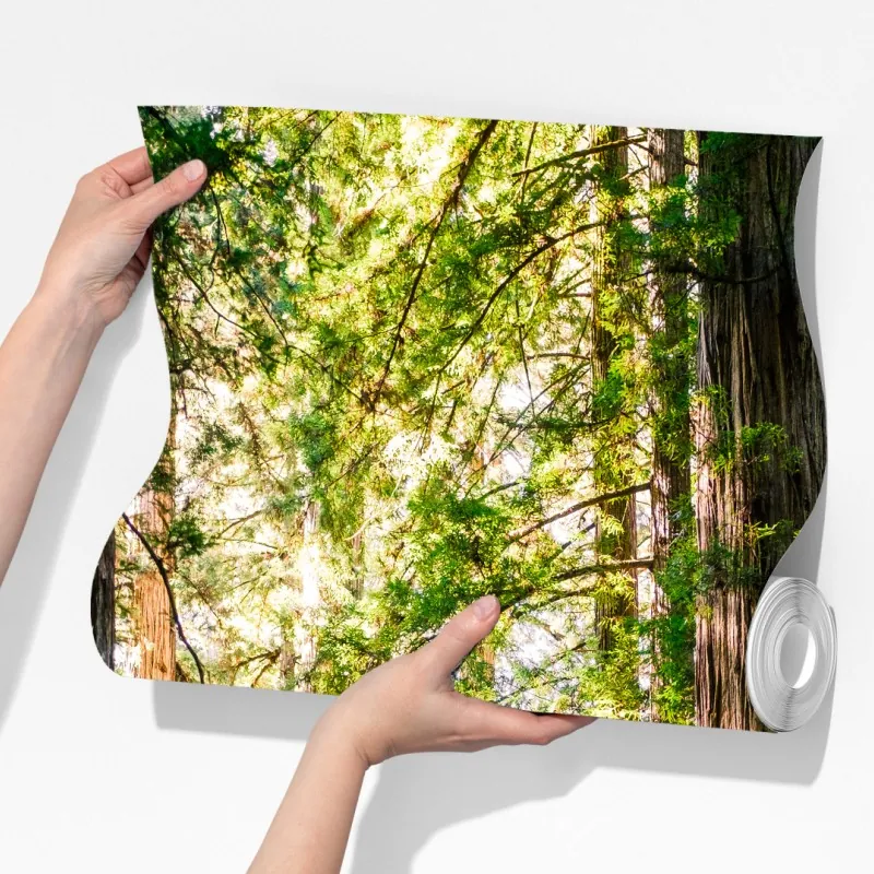 Fototapeta majestatyczna ścieżka w lesie sekwoi – Wallissimo® Fototapeta majestatyczna ścieżka w lesie sekwoi – Wallissimo®