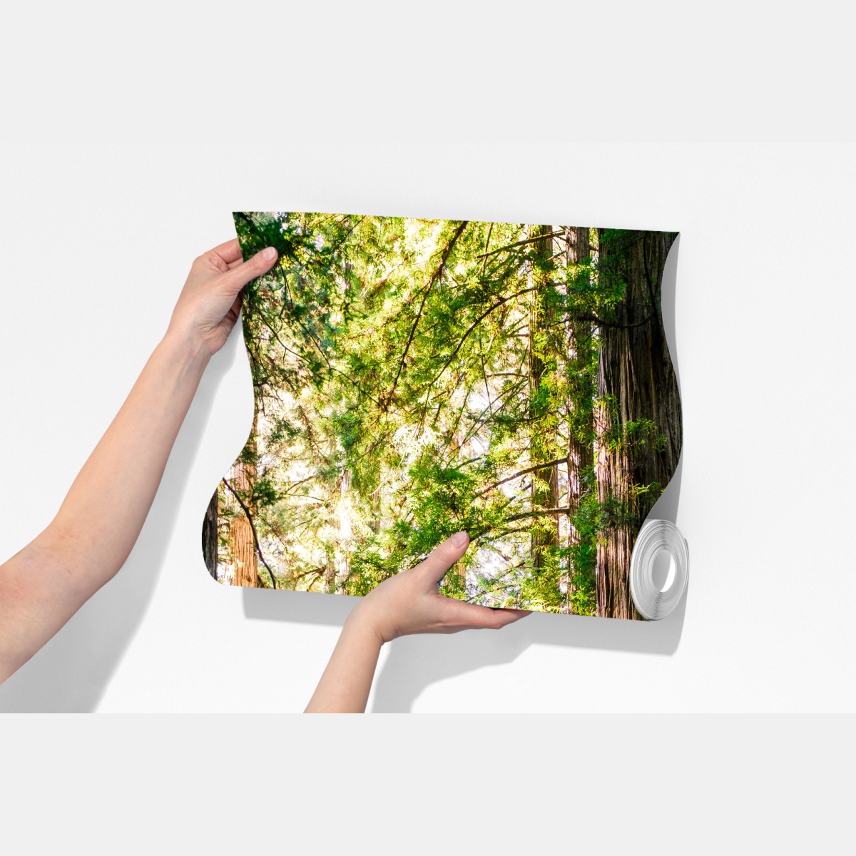 Fototapeta majestatyczna ścieżka w lesie sekwoi – Wallissimo® Fototapeta majestatyczna ścieżka w lesie sekwoi – Wallissimo®