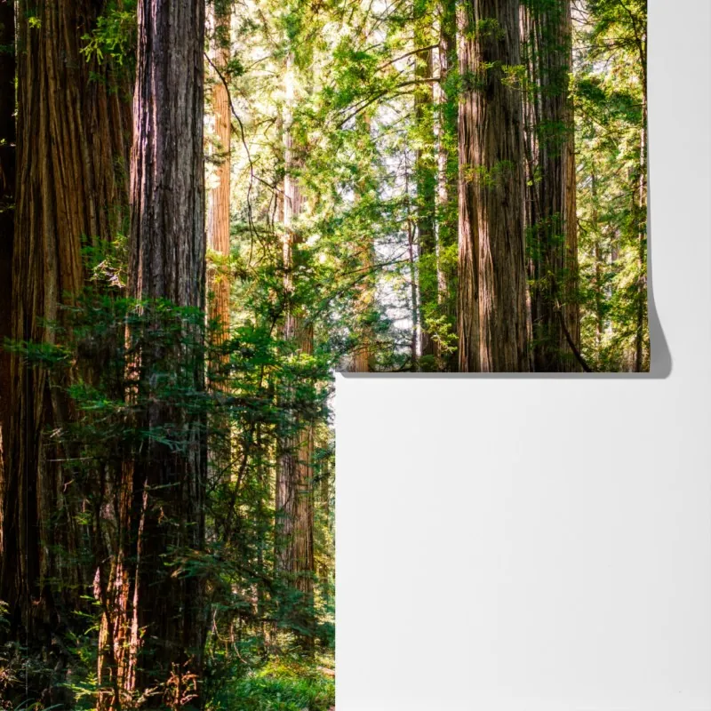 Fototapeta majestatyczna ścieżka w lesie sekwoi – Wallissimo® Fototapeta majestatyczna ścieżka w lesie sekwoi – Wallissimo®