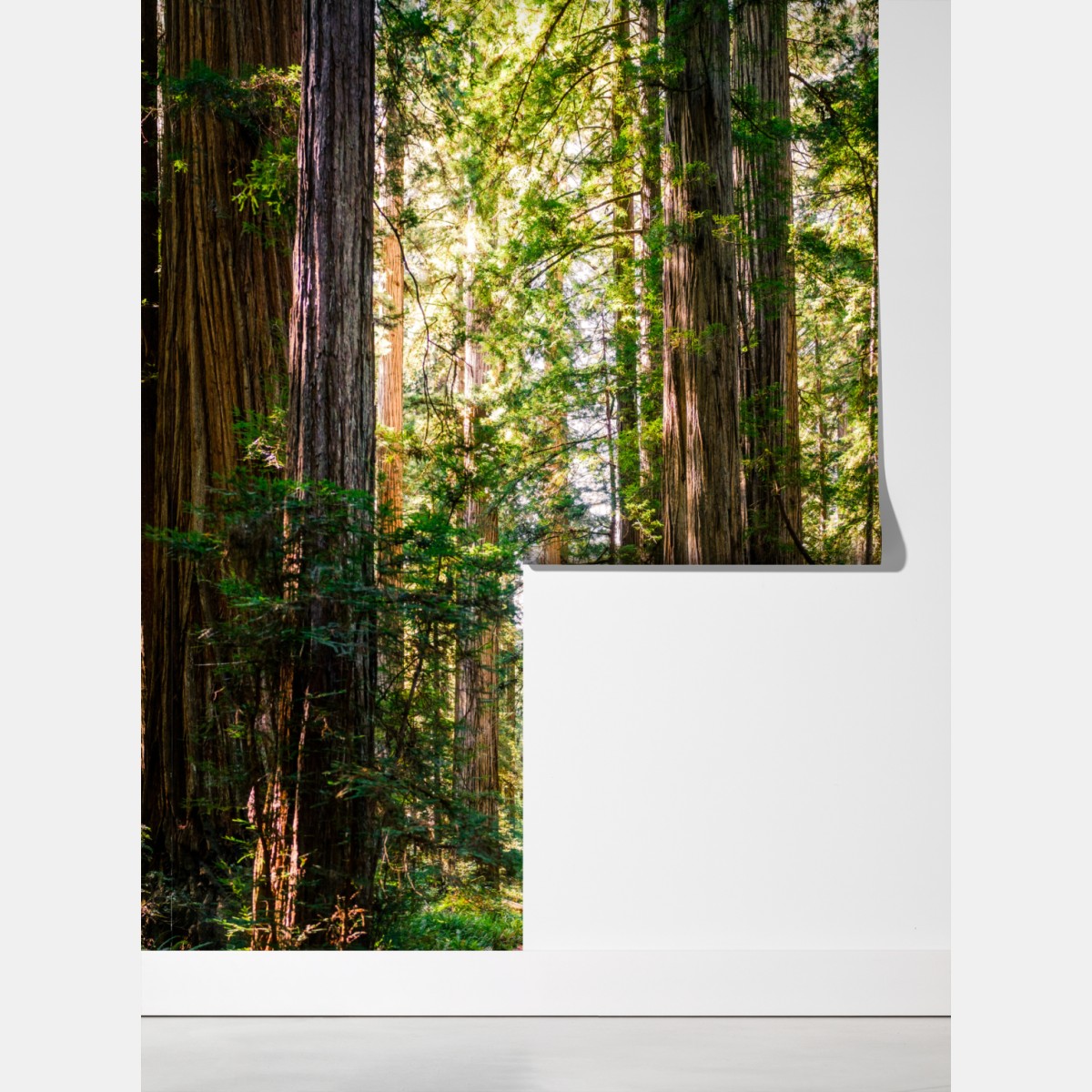 Fototapeta majestatyczna ścieżka w lesie sekwoi – Wallissimo® Fototapeta majestatyczna ścieżka w lesie sekwoi – Wallissimo®