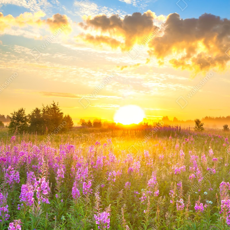 Fototapeta wschód słońca nad łąką pełną fioletowych kwiatów – Wallissimo® Fototapeta wschód słońca nad łąką pełną fioletowych kwiatów – Wallissimo®