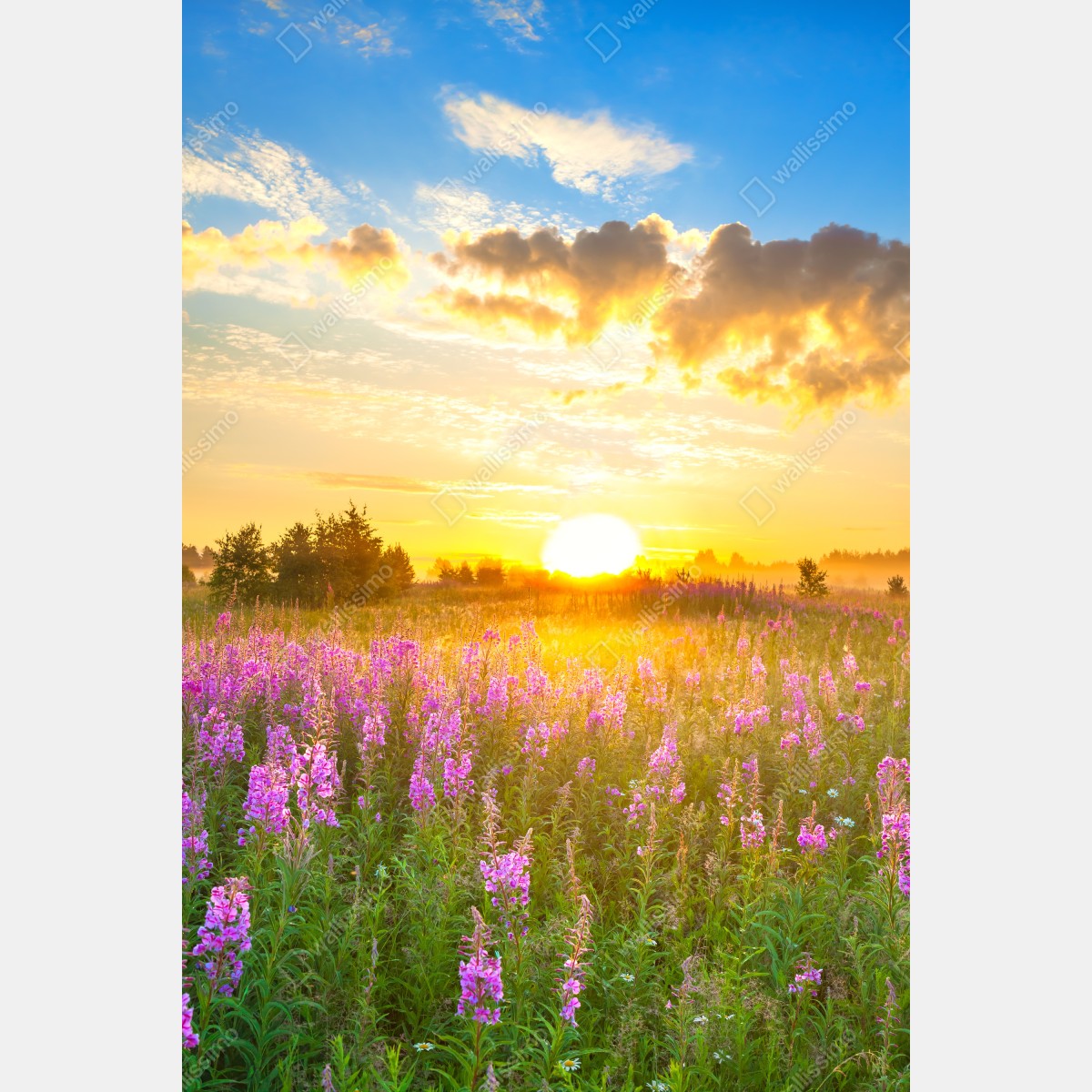 Fototapeta wschód słońca nad łąką pełną fioletowych kwiatów – Wallissimo® Fototapeta wschód słońca nad łąką pełną fioletowych kwiatów – Wallissimo®