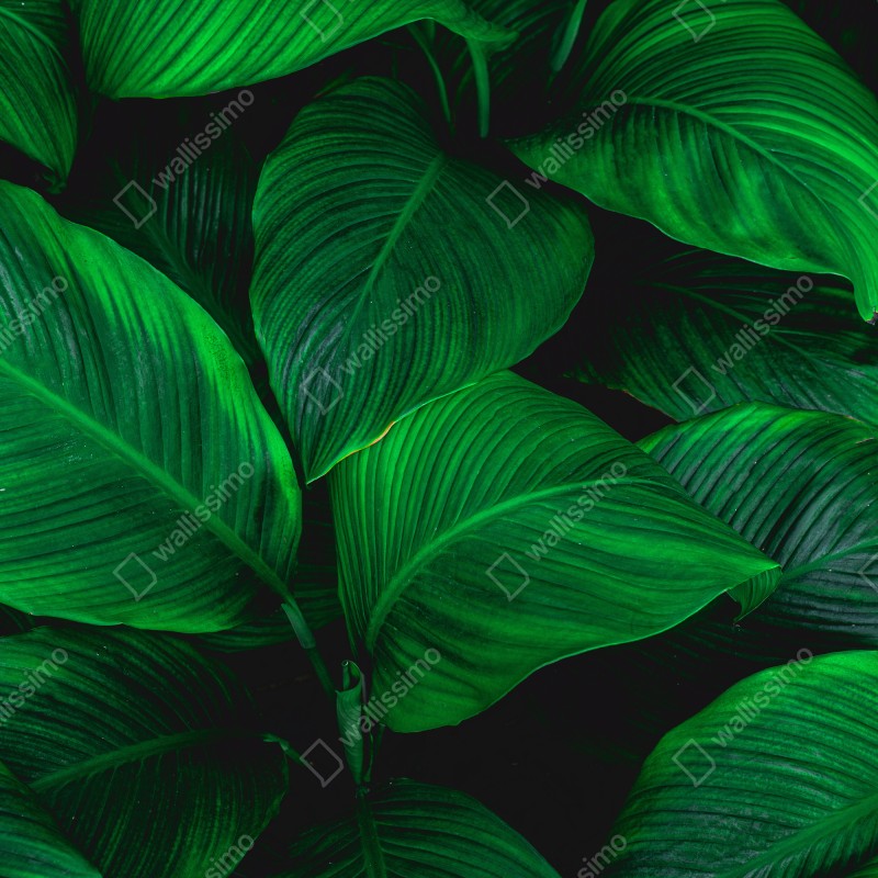 Fototapeta bujne tropikalne liście – Wallissimo® Fototapeta bujne tropikalne liście – Wallissimo®