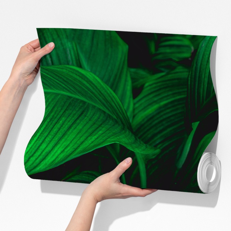 Fototapeta bujne tropikalne liście – Wallissimo® Fototapeta bujne tropikalne liście – Wallissimo®