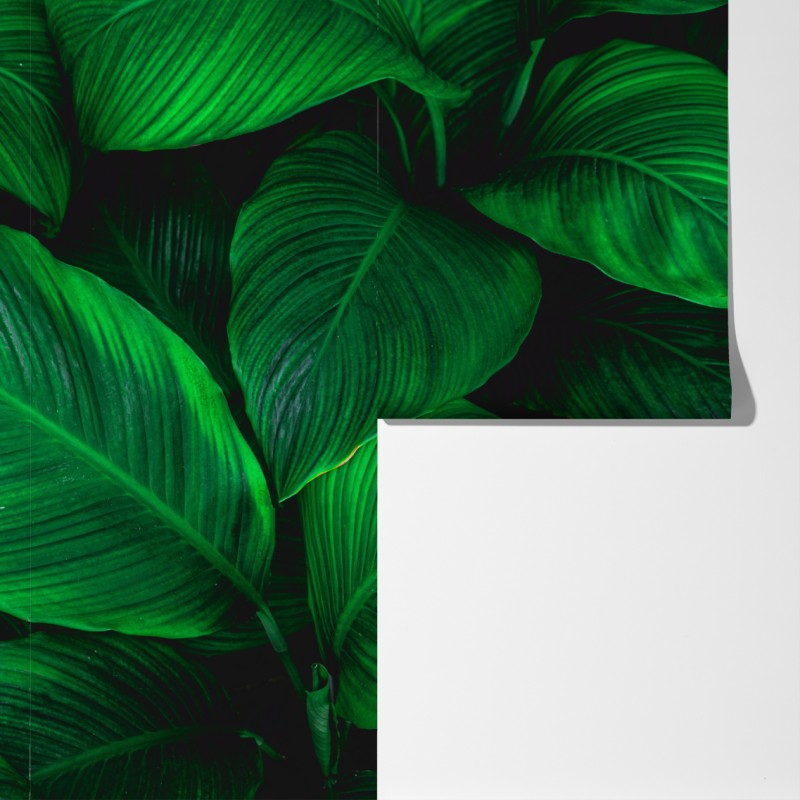 Fototapeta bujne tropikalne liście – Wallissimo® Fototapeta bujne tropikalne liście – Wallissimo®