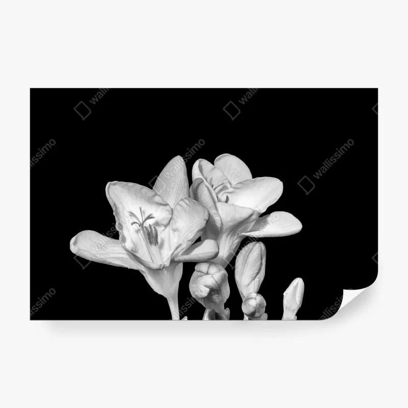 Wall mural elegant monochrome freesia bloom