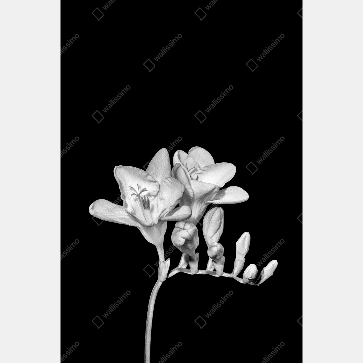 Fototapeta delikatna frezja w monochromie – Wallissimo® Fototapeta delikatna frezja w monochromie – Wallissimo®
