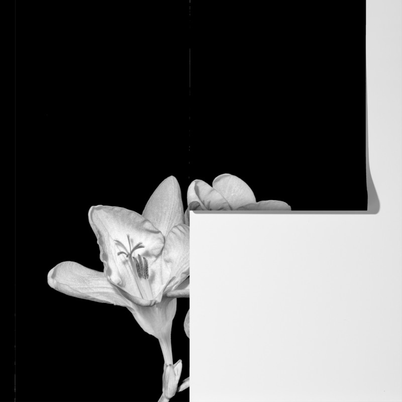 Fototapeta delikatna frezja w monochromie – Wallissimo® Fototapeta delikatna frezja w monochromie – Wallissimo®