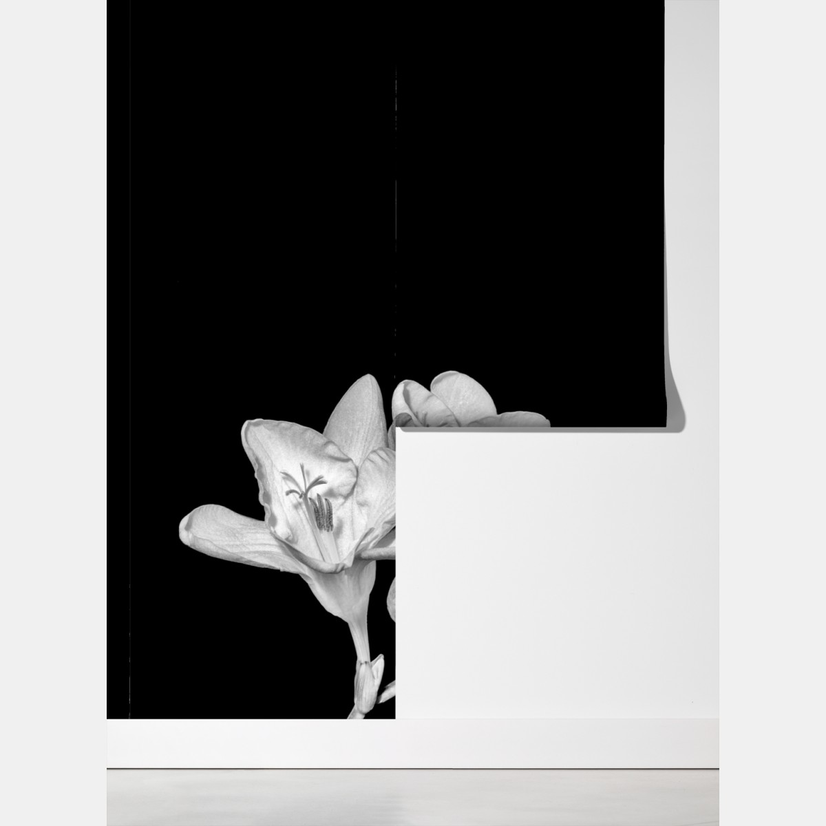 Fototapeta delikatna frezja w monochromie – Wallissimo® Fototapeta delikatna frezja w monochromie – Wallissimo®