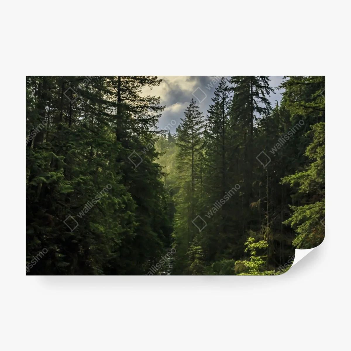 Fototapeta mglisty iglasty las z wodospadem – Wallissimo® Fototapeta mglisty iglasty las z wodospadem – Wallissimo®