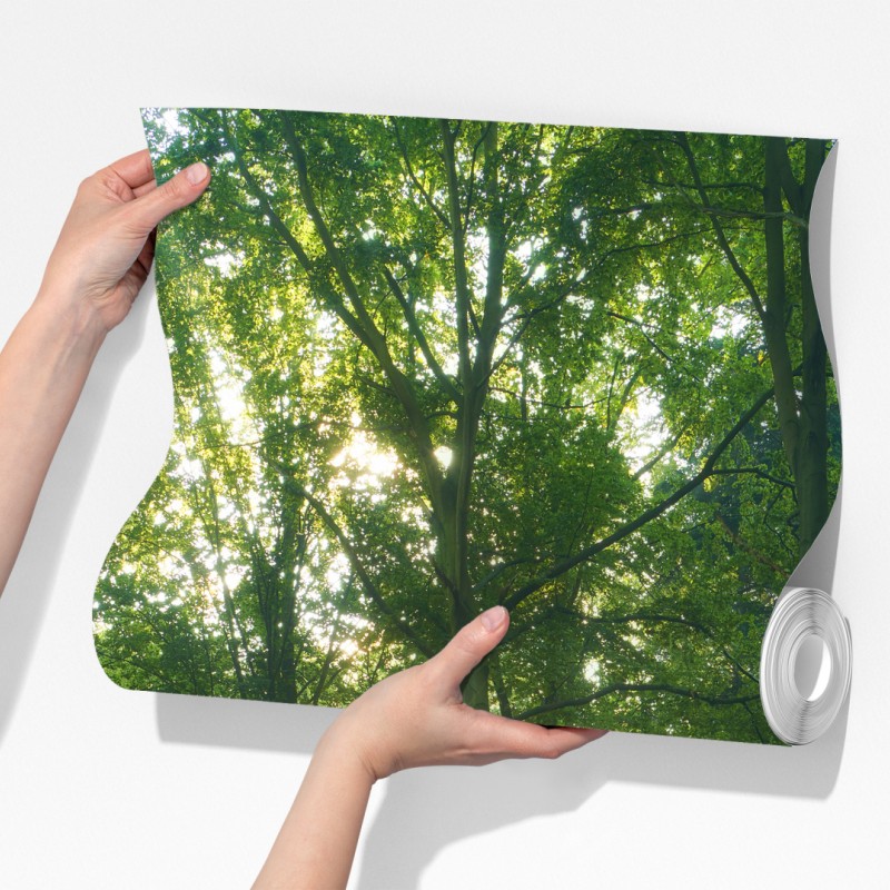 Fototapeta poranne światło w lesie – Wallissimo® Fototapeta poranne światło w lesie – Wallissimo®