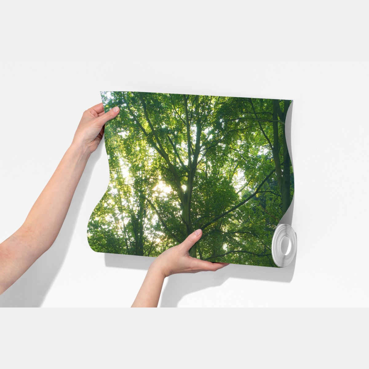 Fototapeta poranne światło w lesie – Wallissimo® Fototapeta poranne światło w lesie – Wallissimo®