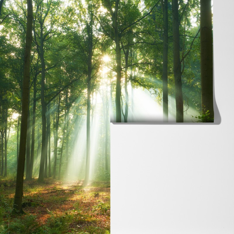 Fototapeta poranne światło w lesie – Wallissimo® Fototapeta poranne światło w lesie – Wallissimo®