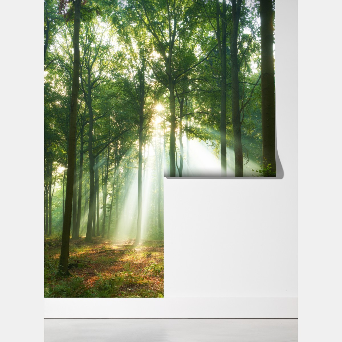 Fototapeta poranne światło w lesie – Wallissimo® Fototapeta poranne światło w lesie – Wallissimo®