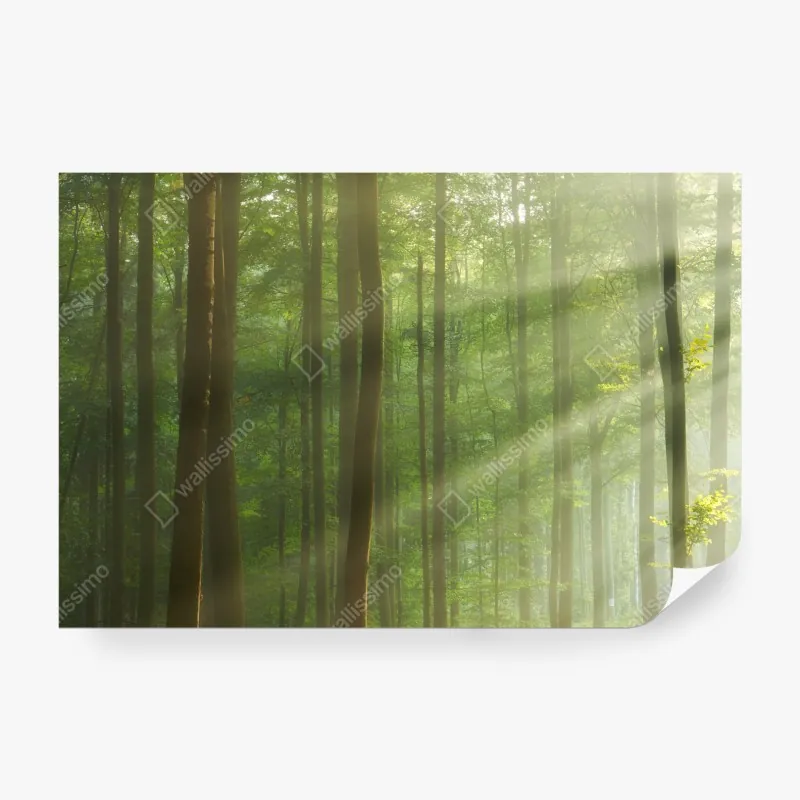 Wall mural sunlit morning in the forest