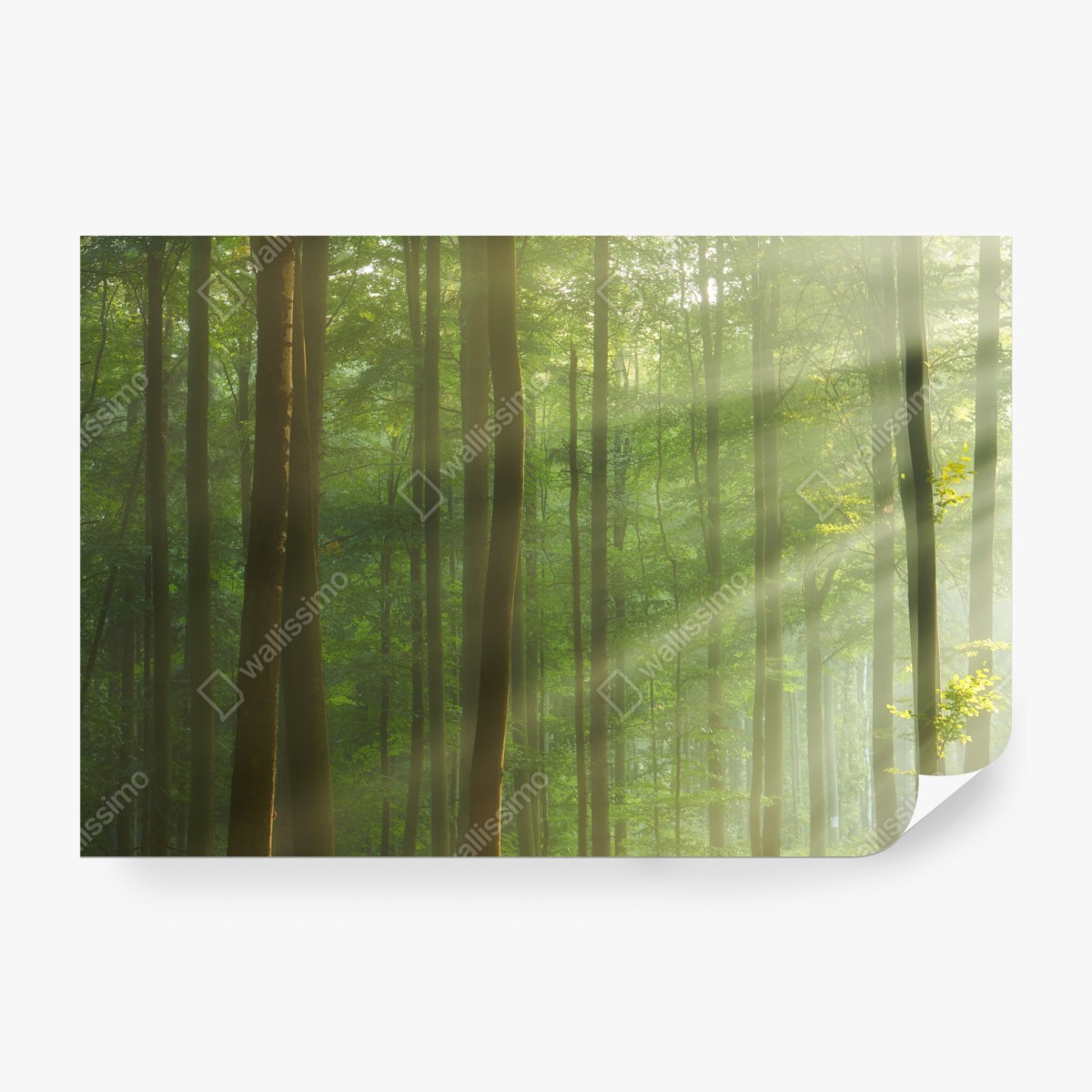 Fototapeta poranne światło w lesie – Wallissimo® Fototapeta poranne światło w lesie – Wallissimo®
