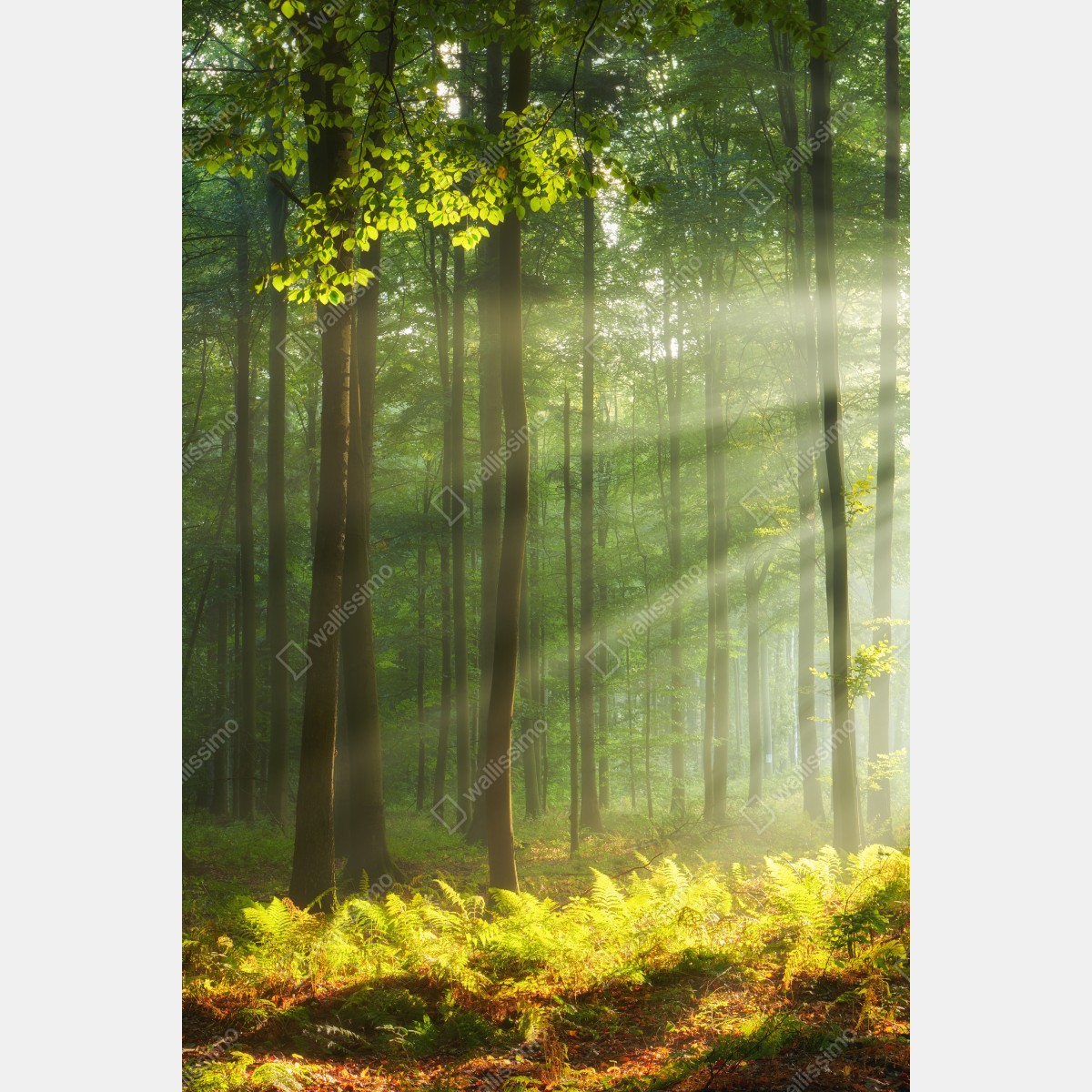 Fototapeta poranne światło w lesie – Wallissimo® Fototapeta poranne światło w lesie – Wallissimo®