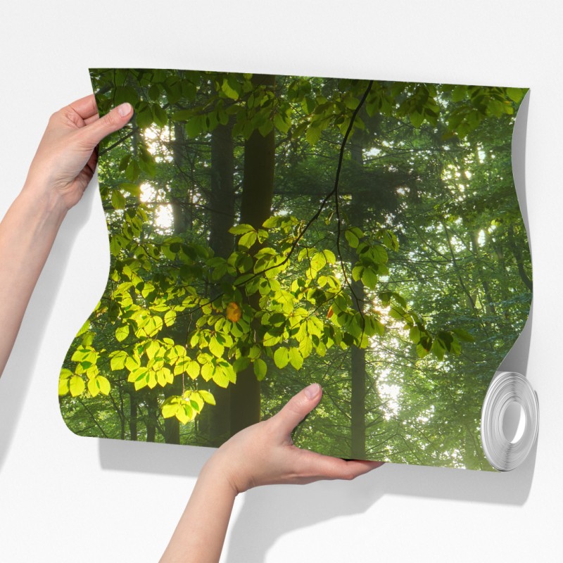 Fototapeta poranne światło w lesie – Wallissimo® Fototapeta poranne światło w lesie – Wallissimo®