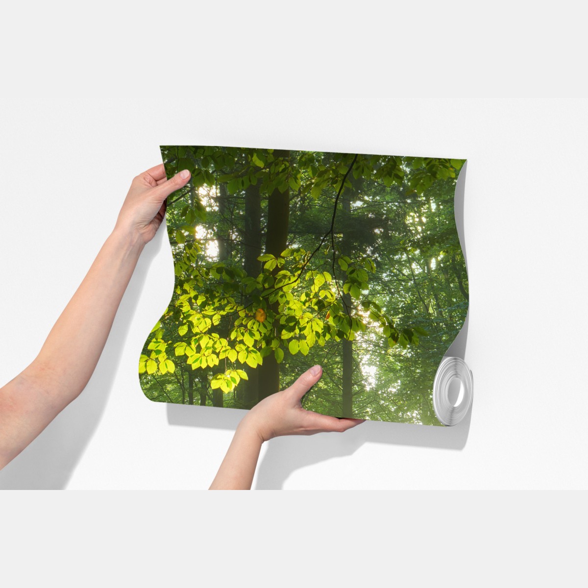 Fototapeta poranne światło w lesie – Wallissimo® Fototapeta poranne światło w lesie – Wallissimo®