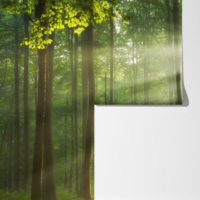 Fototapeta poranne światło w lesie – Wallissimo® Fototapeta poranne światło w lesie – Wallissimo®