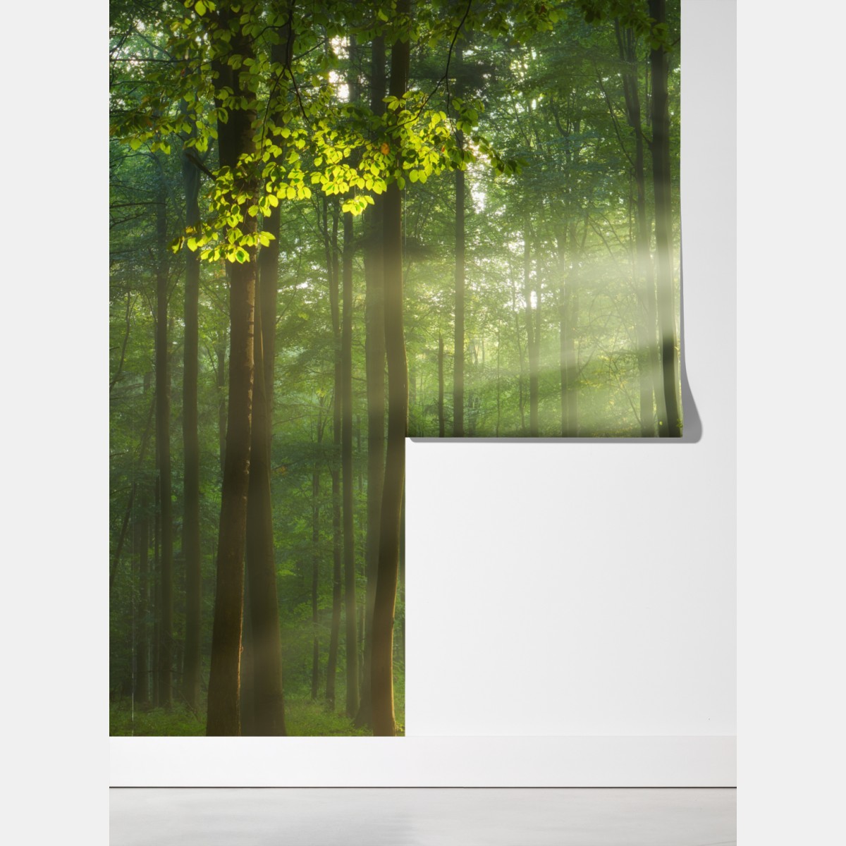 Fototapeta poranne światło w lesie – Wallissimo® Fototapeta poranne światło w lesie – Wallissimo®