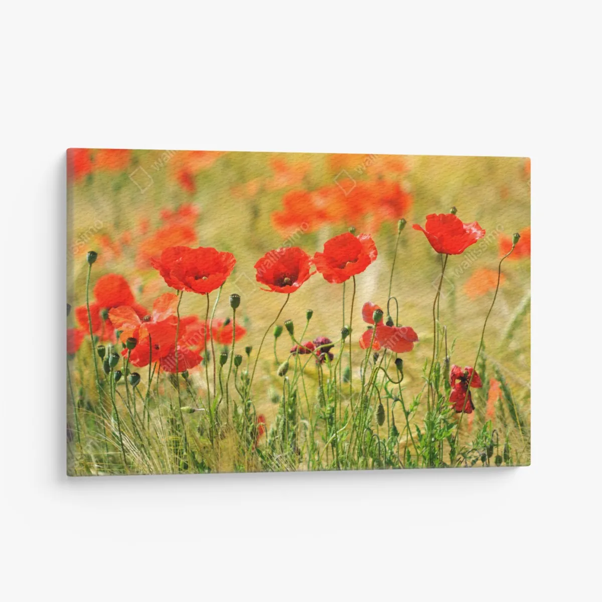Obraz na płótnie łąka czerwonych maków w słońcu – Wallissimo® Obraz na płótnie łąka czerwonych maków w słońcu – Wallissimo®