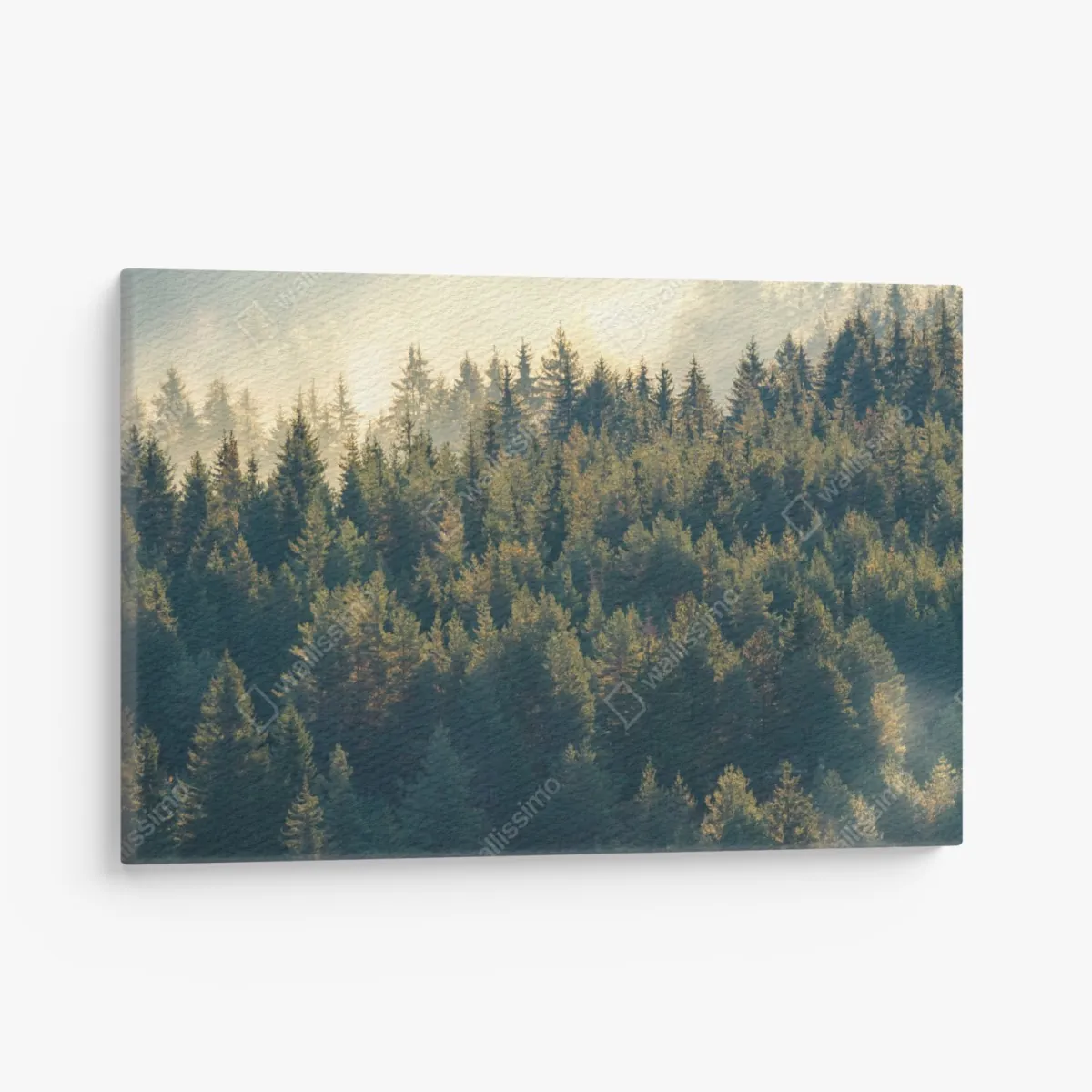 Obraz na płótnie mglisty las sosnowy o świcie – Wallissimo® Obraz na płótnie mglisty las sosnowy o świcie – Wallissimo®