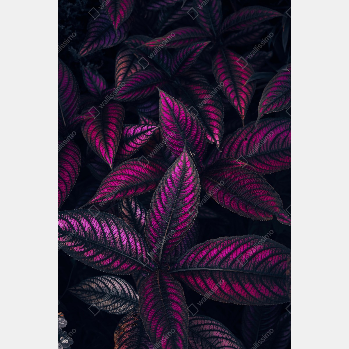 Obraz na płótnie intensywny fioletowy wzór liści – Wallissimo® Obraz na płótnie intensywny fioletowy wzór liści – Wallissimo®