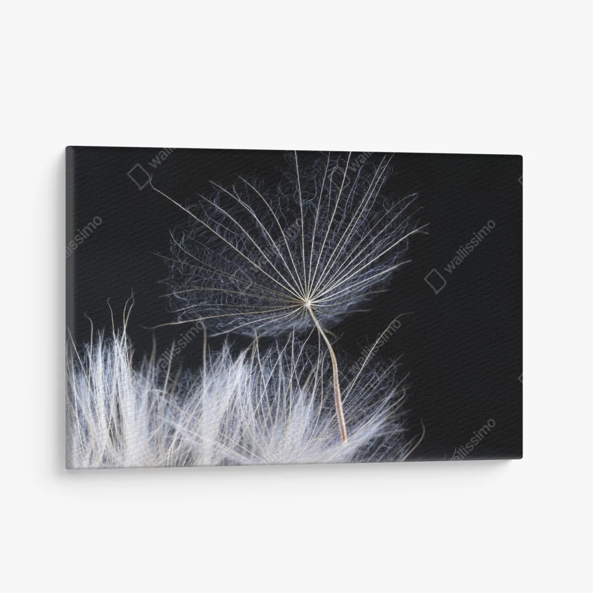 Obraz na płótnie delikatne ziarno mniszka na czarnym tle – Wallissimo® Obraz na płótnie delikatne ziarno mniszka na czarnym tle – Wallissimo®