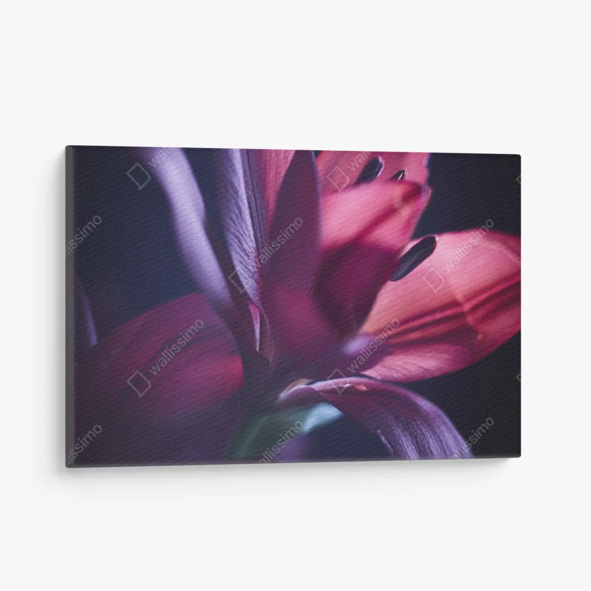 Obraz na płótnie czerwona lilia w półmroku – Wallissimo® Obraz na płótnie czerwona lilia w półmroku – Wallissimo®