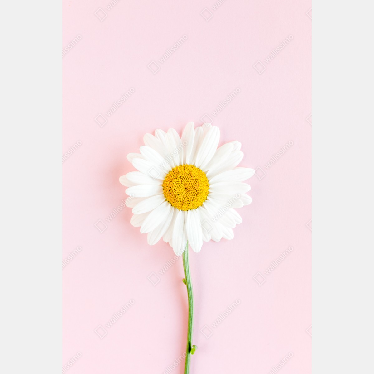 Obraz na płótnie biała stokrotka na pastelowym różowym tle – Wallissimo® Obraz na płótnie biała stokrotka na pastelowym różowym tle – Wallissimo®