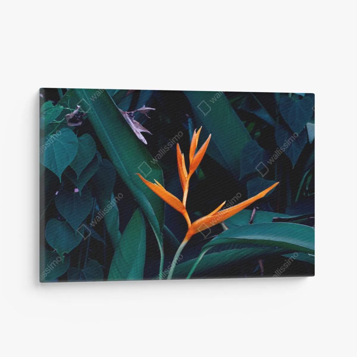Obraz na płótnie żywa strelicja na tle ciemnozielonych liści – Wallissimo® Obraz na płótnie żywa strelicja na tle ciemnozielonych liści – Wallissimo®