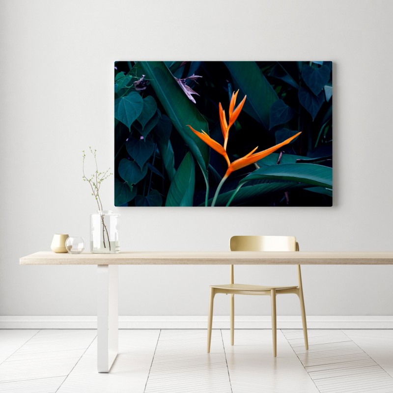 Obraz na płótnie żywa strelicja na tle ciemnozielonych liści – Wallissimo® Obraz na płótnie żywa strelicja na tle ciemnozielonych liści – Wallissimo®