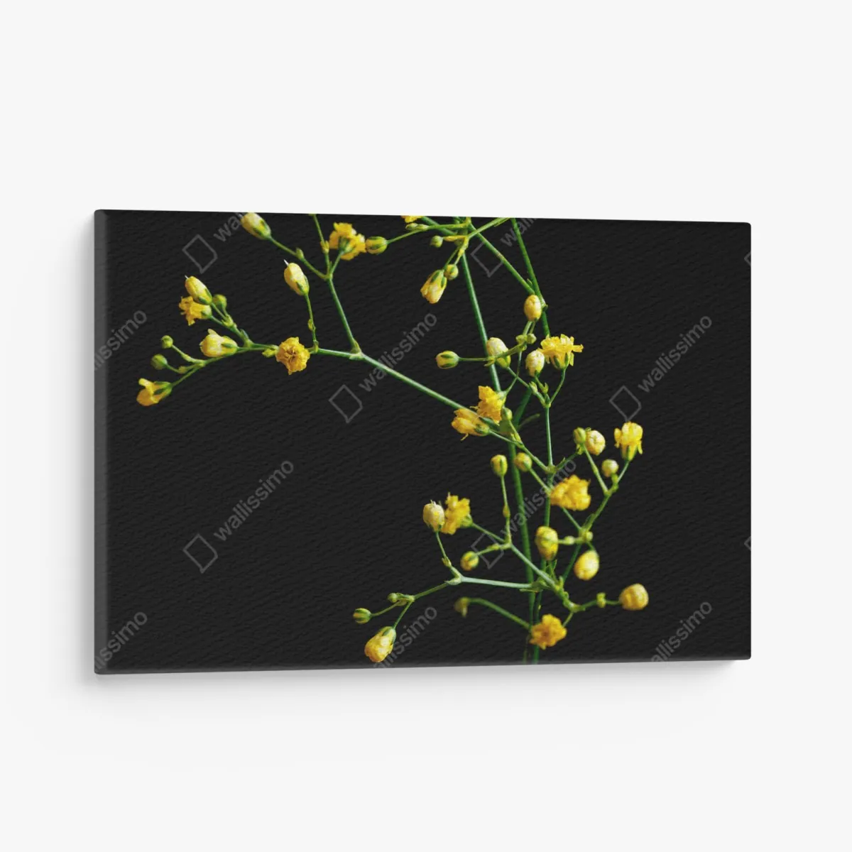 Obraz na płótnie delikatna żółta gipsówka na czarnym tle – Wallissimo® Obraz na płótnie delikatna żółta gipsówka na czarnym tle – Wallissimo®